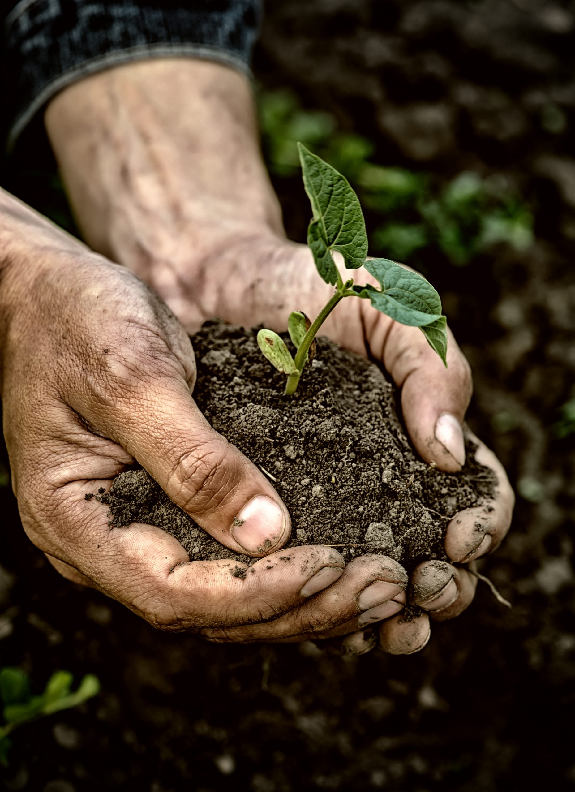 Farmer hands holding young plant with soil